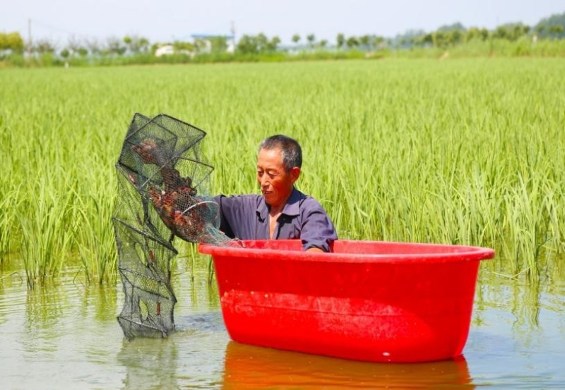 稻蝦綜合種養(yǎng)，農(nóng)民正在收獲小龍蝦.jpg